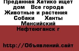 Преданная Хатико ищет дом - Все города Животные и растения » Собаки   . Ханты-Мансийский,Нефтеюганск г.